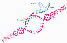 نموداری که حلقه ای از microRNA را نشان می دهد که به رشته ای از mRNA در حال ترجمه از DNA است.